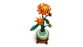 Chrysanthemum